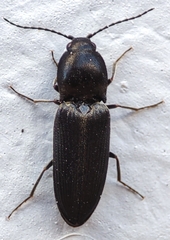 Elateridae