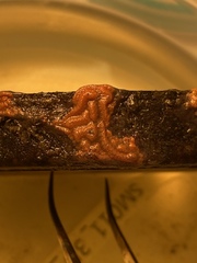 Botrylloides violaceus