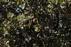 Quercus ithaburensis