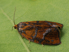 Ptycholoma lecheana
