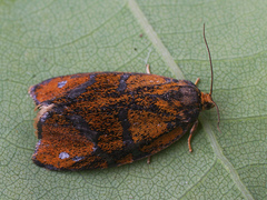 Ptycholoma lecheana
