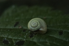 Fruticicola fruticum