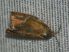 Ptycholoma lecheana