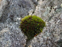 Schistidium maritimum