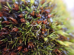 Schistidium maritimum