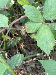 Pennisetia marginatum