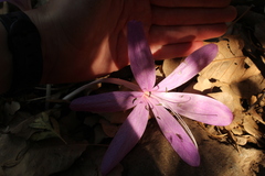 Colchicum feinbruniae