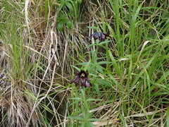 Fritillaria camschatcensis