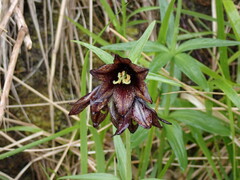 Fritillaria camschatcensis
