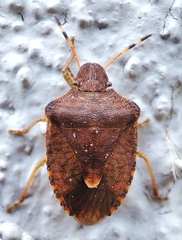 Peribalus strictus