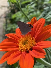 Tithonia rotundifolia