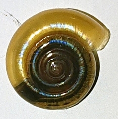 Macrochlamydinae