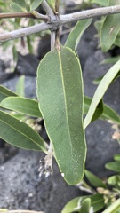 Avicennia germinans