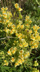 Linaria vulgaris