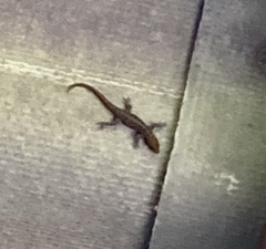 Gonatodes albogularis albogularis