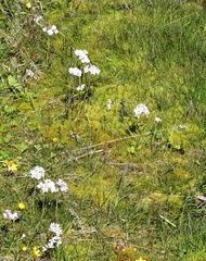Cardamine polemonioides