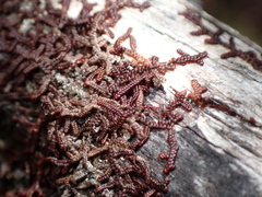 Frullania nisquallensis