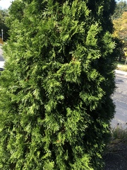 Thuja occidentalis