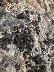 Umbilicaria polyphylla