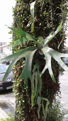 Platycerium bifurcatum