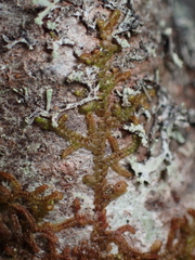 Frullania nisquallensis