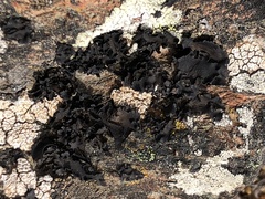 Umbilicaria polyphylla