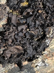 Umbilicaria polyphylla