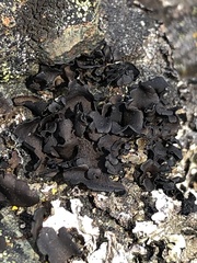 Umbilicaria polyphylla