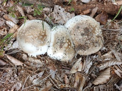 Amanita excelsa