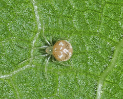 Paidiscura pallens