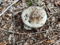 Amanita excelsa