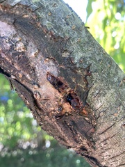 Cryphonectria parasitica