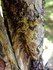 Hypnum circinale