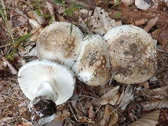 Amanita excelsa