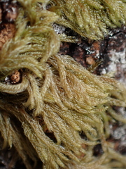 Hypnum circinale