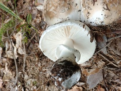 Amanita excelsa