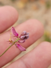 Indigofera humifusa