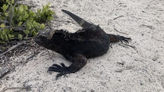 Amblyrhynchus cristatus