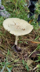 Amanita multisquamosa