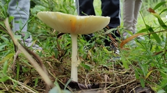 Amanita multisquamosa