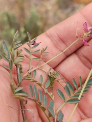 Indigofera humifusa