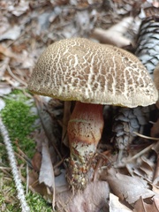 Xerocomellus cisalpinus