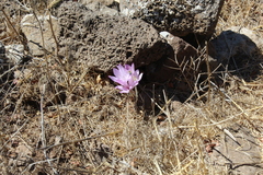 Colchicum feinbruniae