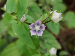 Swertia macrosperma