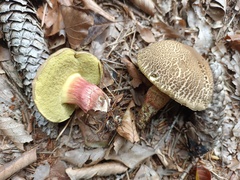 Xerocomellus cisalpinus