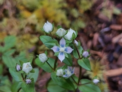 Swertia macrosperma