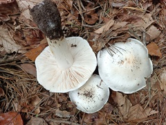 Tricholoma columbetta