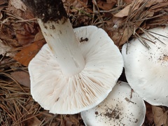 Tricholoma columbetta