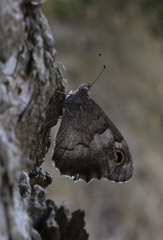 Hipparchia statilinus