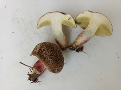 Xerocomellus cisalpinus